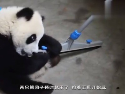 連熊貓都愛上的清潔工具